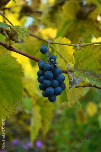 A ripe grone of black, blue grapes hangs on the branches of a vine among green leaves.