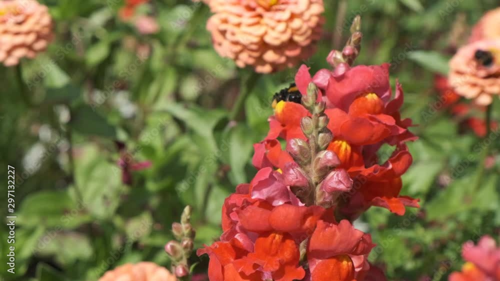 Bumblebee collects nectar on pink flower. Slow motion. Bumblebee collects nectar on pink flower. Slow motion.