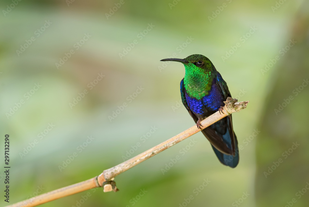 Fork-tailed Woodnymph - Thalurania furcata, beautiful neck-shining hummingbird from Andean slopes of South America, Wild Sumaco, Ecuador. Fork-tailed Woodnymph - Thalurania furcata, beautiful neck-shining hummingbird from Andean slopes of South America, Wild Sumaco, Ecuador.