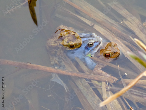 Obraz na plátně Blue Moor frog sandwiched between two toads in water