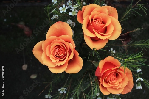 Orange Roses