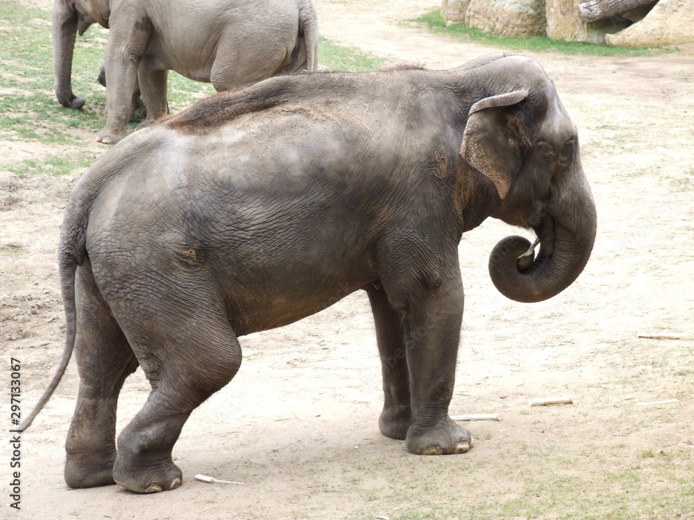 Naklejka premium elephants