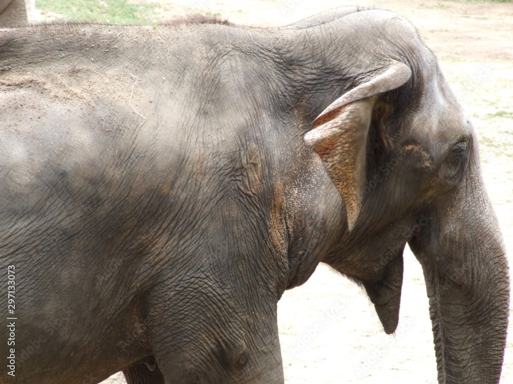 Fototapeta premium elephants