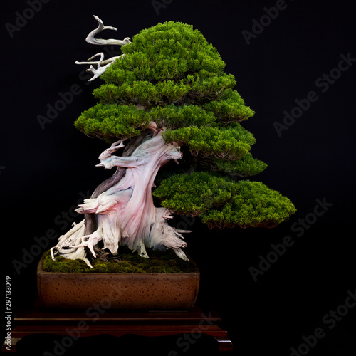 Bonsai  6
