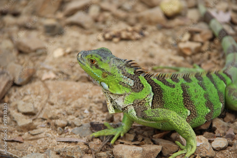 green Iguana of caribbean green Iguana of caribbean