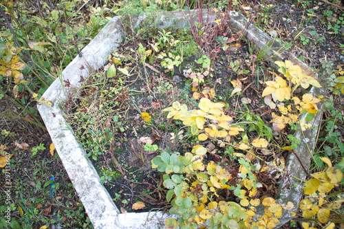 yellow autumn flowers on a city flower bed