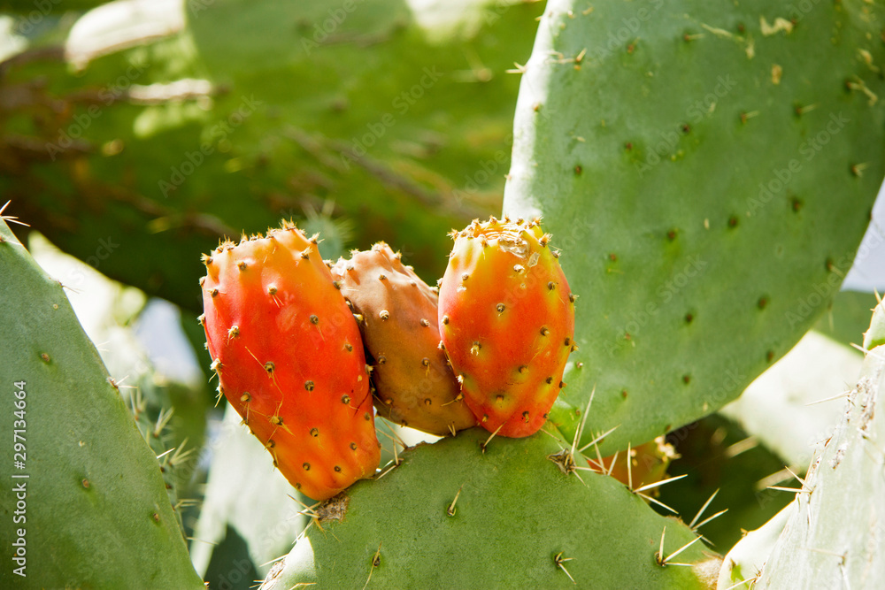Prickly pear cactus aka opuntia with ripe red and yellow fruit Prickly pear cactus aka opuntia with ripe red and yellow fruit