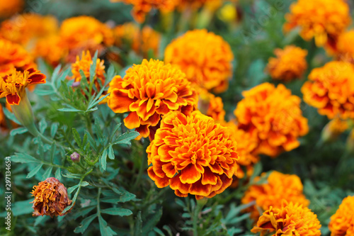Orange marigolds aka tagetes erecta flower on the flowerbed photo