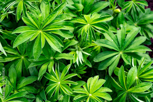 Green leaves of tropical plants. Gorgeous juicy greens. Green life