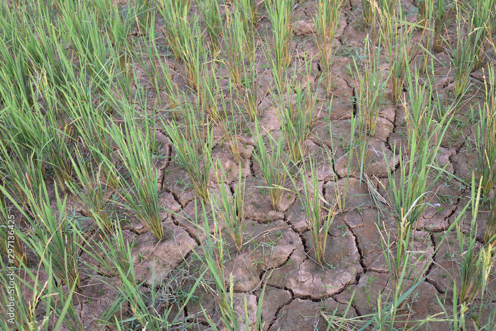 Obraz premium paddy tree and broken soil