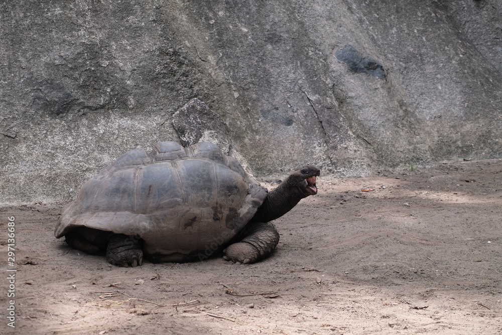 Obraz premium Giant turtles feeding