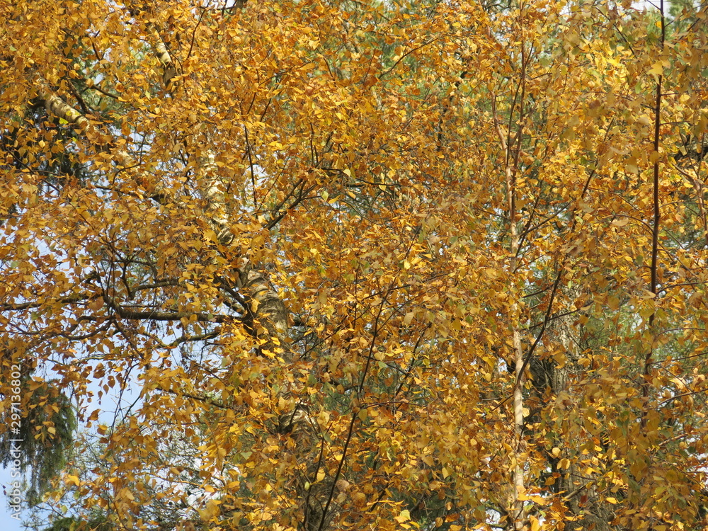 yellow birch in autumn