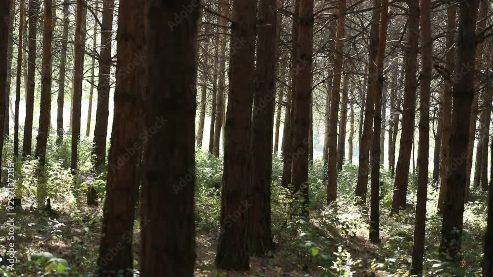 Wild pine forest with green moss under the trees. Moving between trees in beautiful sunny morning just after sunrise. Slider shot Wild pine forest with green moss under the trees. Moving between trees in beautiful sunny morning just after sunrise. Slider shot