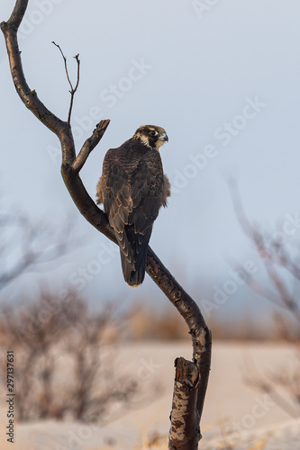 Peregrine Falcon perched on the beach.