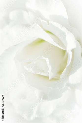 White rose flower on white background. Close-up.