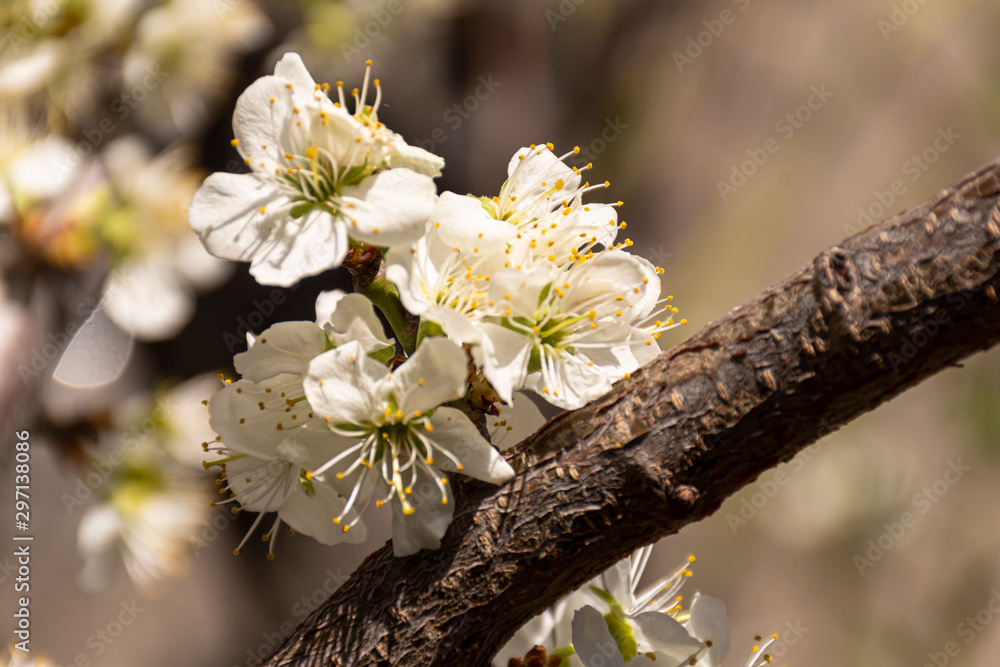 Fototapeta premium Close up view of blooming plum tree in spring