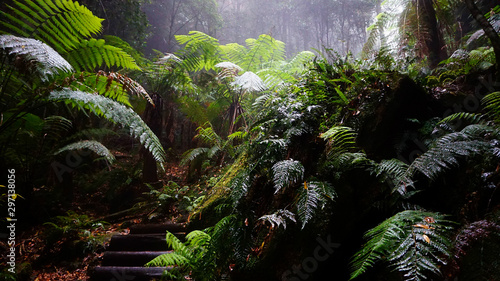 Australian Rainforest