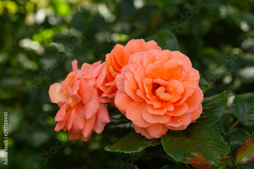Close-up of bright roses on a leaf background. Garden with fresh orange roses, floral natural background. Selective focus