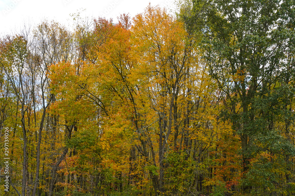 Fall foliage at its peak in Western Pennsylvania. Fall foliage at its peak in Western Pennsylvania.