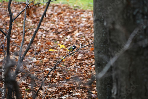 forest birds on a background of autumn foliage