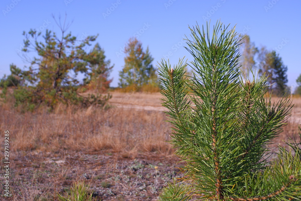Obraz premium Young pine with long green needles. Beautiful landscape in the background.