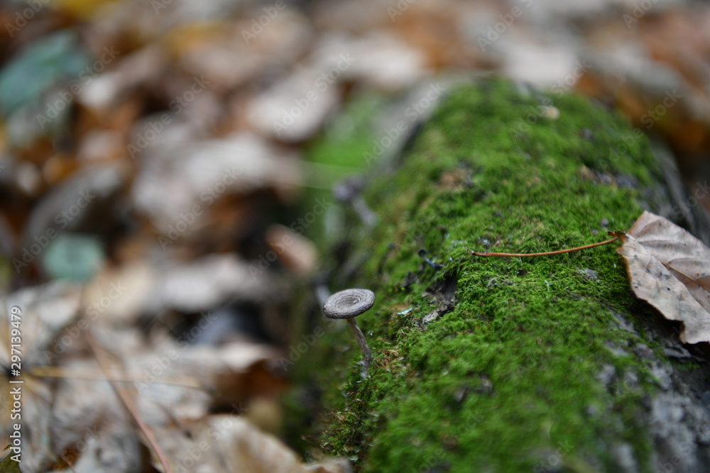 gray mushrooms on a stump in the autumn forest gray mushrooms on a stump in the autumn forest