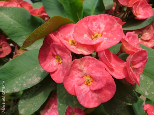 Macro close up of red Euphorbia milii flower with green leaves [2139]