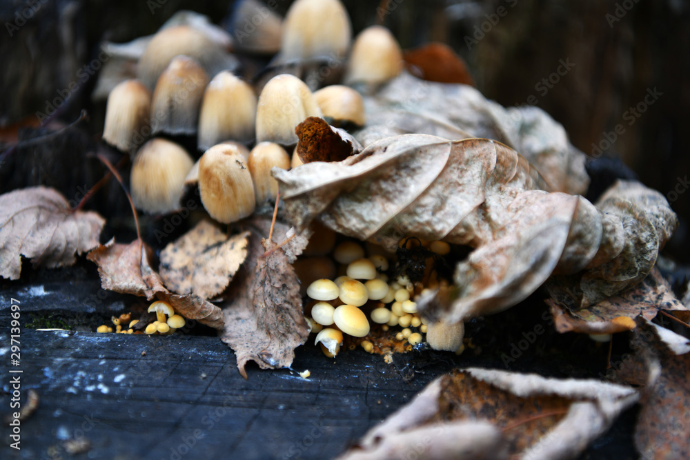 gray mushrooms on a stump in the autumn forest gray mushrooms on a stump in the autumn forest