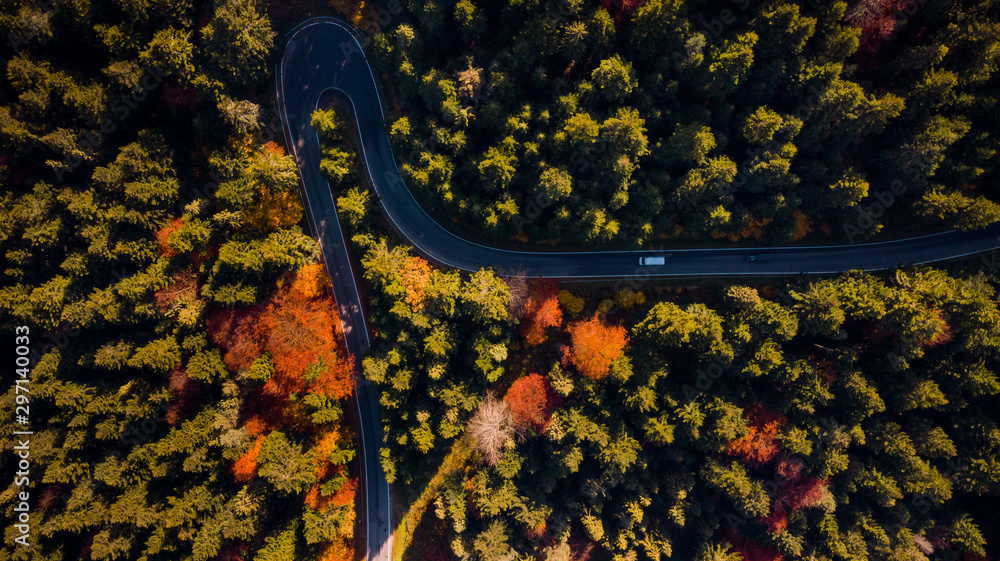 Curwy Winding Road Trough Forest at Fall Foliage Colors. Top Down Drone View