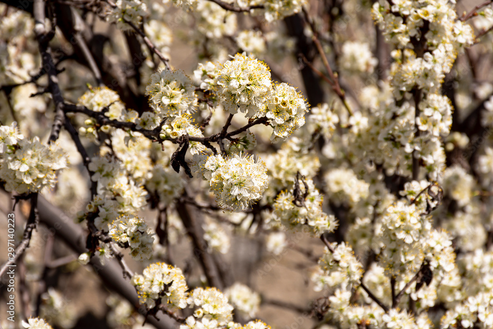 Close up view of blooming plum tree in spring