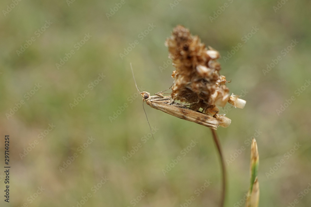 Schmetterlinge Deutschlands - Wanderzünsler Schmetterlinge Deutschlands - Wanderzünsler