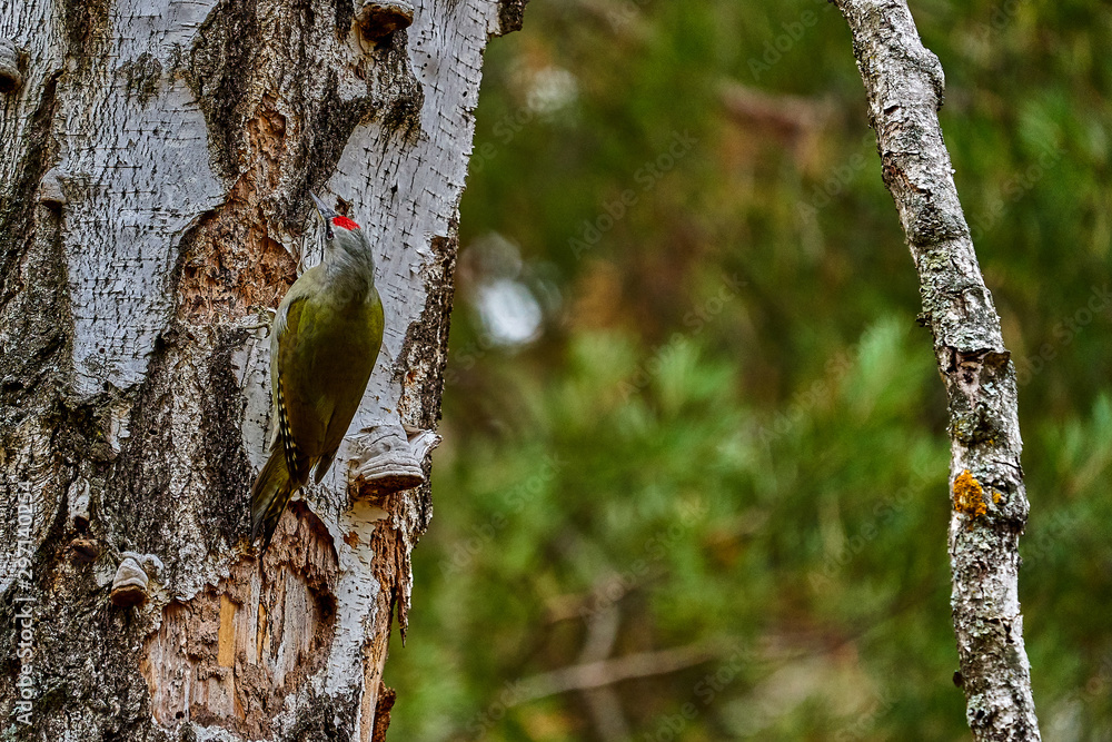 Obraz premium Bird - Grey-faced Woodpecker ( Picus canus ) creeps along the trunk of a birch.