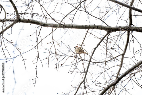 Low angle view of one house sparrow bird perched on bare winter tree branch in Virginia with cloudy sky singing chirping