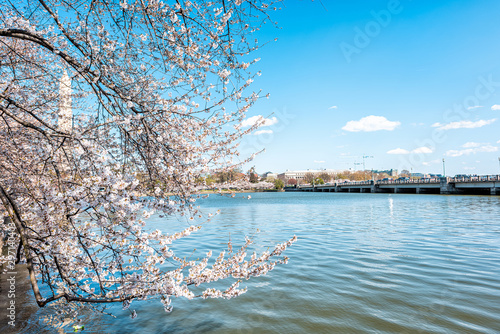 Tidal Basin lake with foreground of pink cherry blossom sakura flowers trees in spring during festival with Washington Monument in DC and road bridge cityscape photo