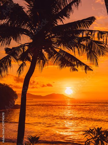 Coconut palm and sunrise or sunset at beach with sea
