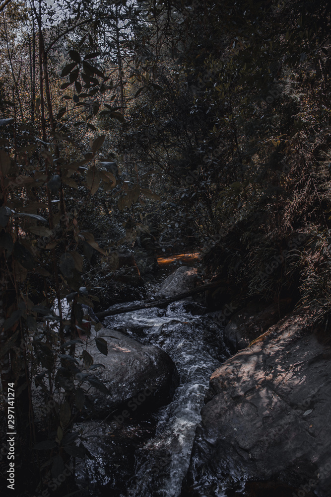 stream in forest stream in forest