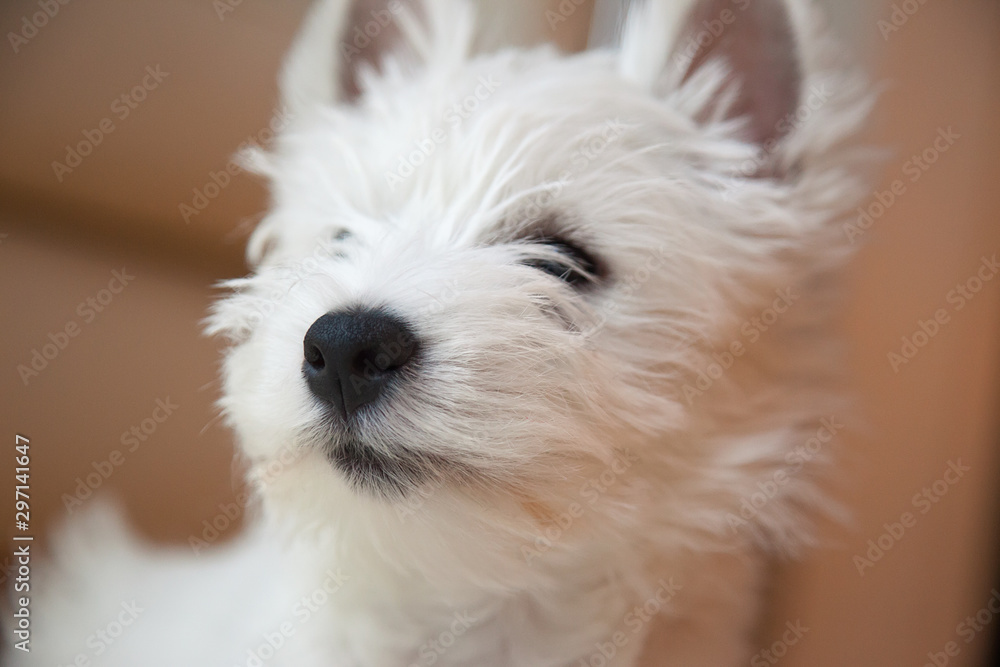 Westie Puppy