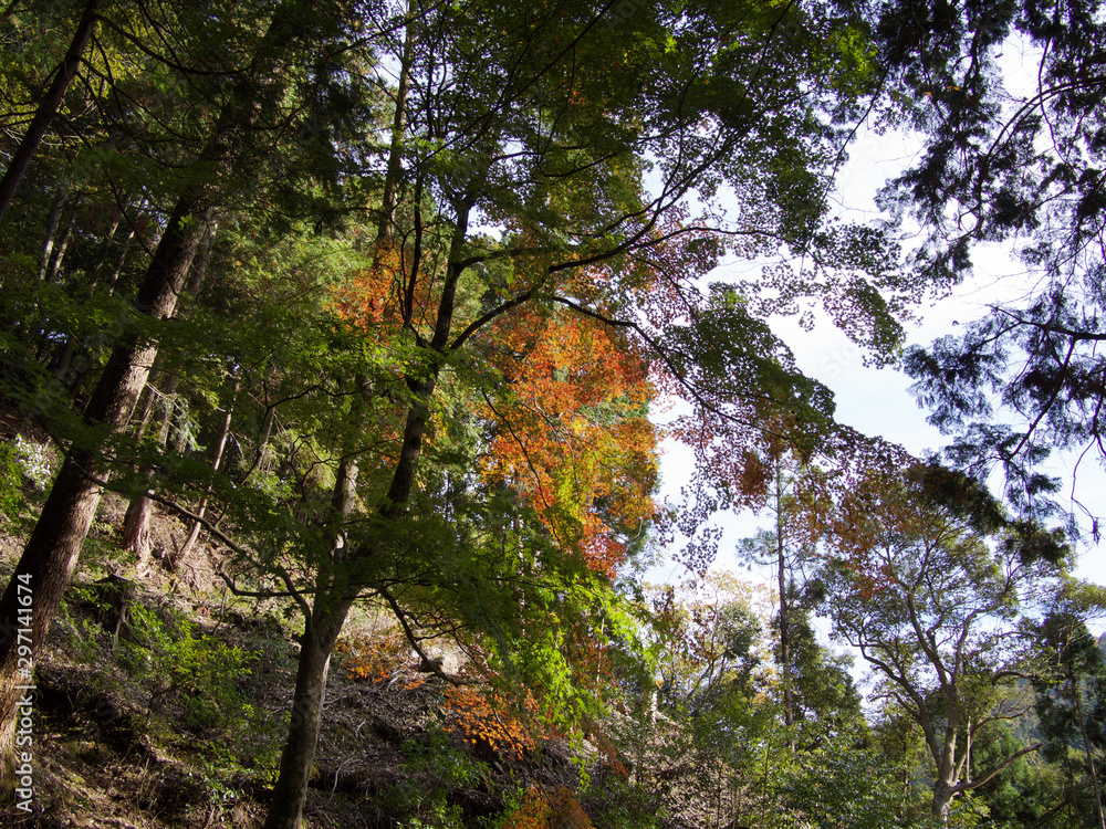 京都_高山寺_紅葉 京都_高山寺_紅葉