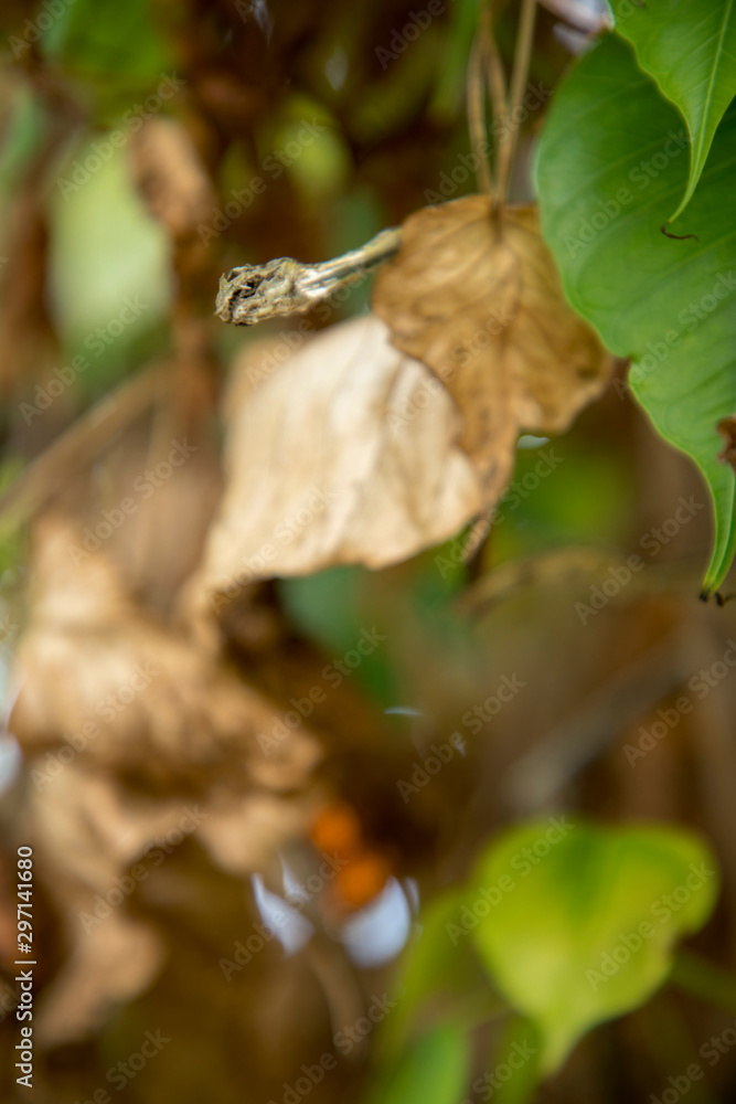 dead dry green Asian vine snake on green leaf,