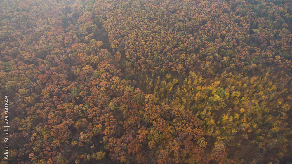 Autumn forest aerial view at sunset.
