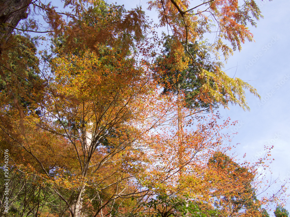 Fototapeta premium 京都_高山寺_紅葉