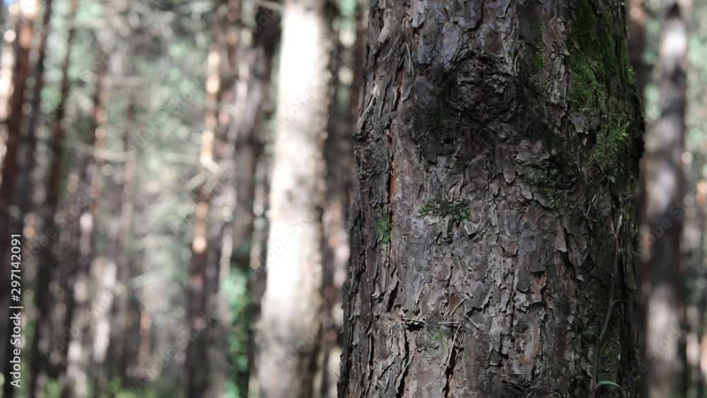 Wild pine forest with green moss under the trees. Moving between trees in beautiful sunny morning just after sunrise. Slider shot Wild pine forest with green moss under the trees. Moving between trees in beautiful sunny morning just after sunrise. Slider shot