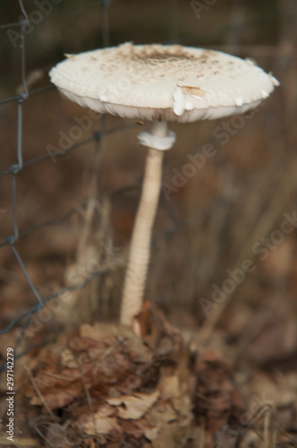 White mushroom on the forest floor in autumn
