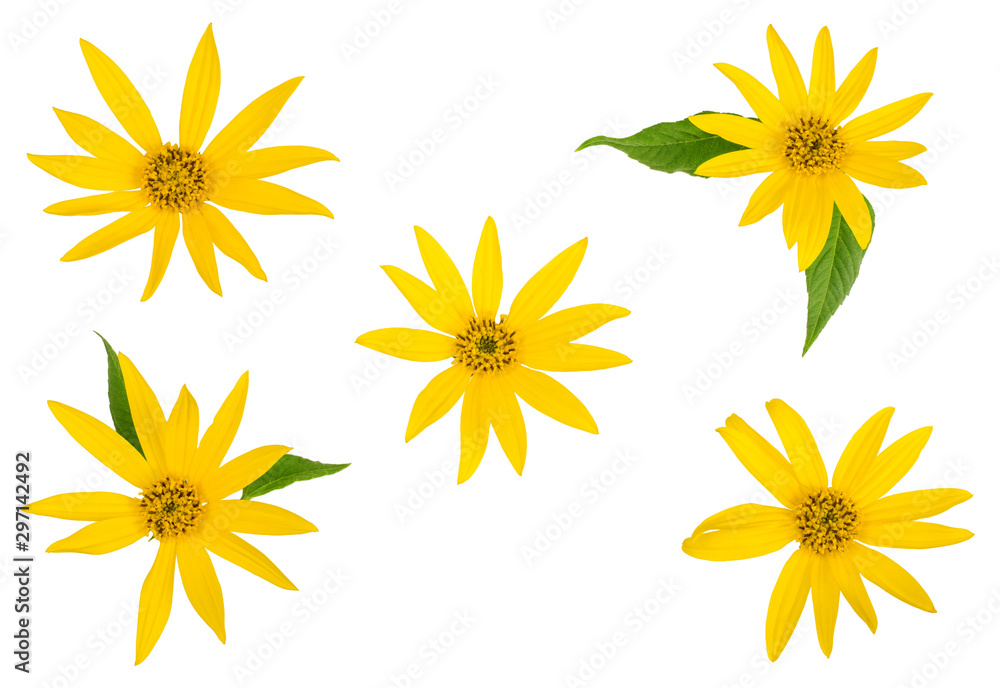 Flowers of Jerusalem artichoke isolated on white, flat lay, top view Flowers of Jerusalem artichoke isolated on white, flat lay, top view