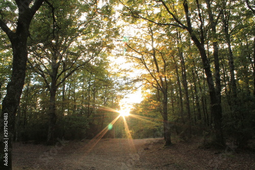 Sonne scheint durch Wald