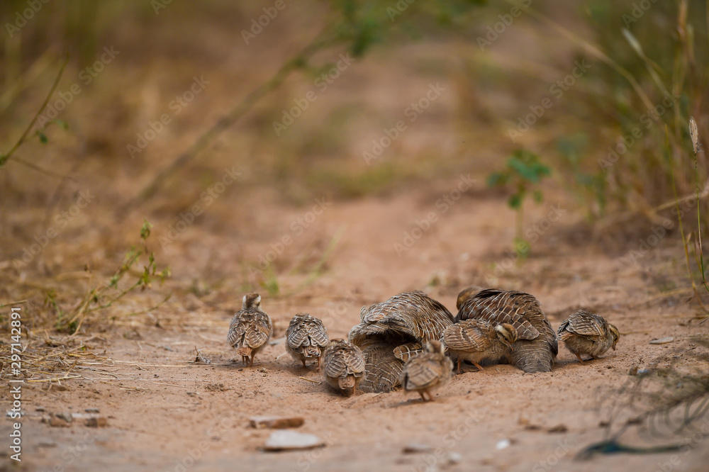 grey francolin or grey partridge or Francolinus pondicerianus family with chicks walking together on a jungle track at Ranthambore national park, india grey francolin or grey partridge or Francolinus pondicerianus family with chicks walking together on a jungle track at Ranthambore national park, india