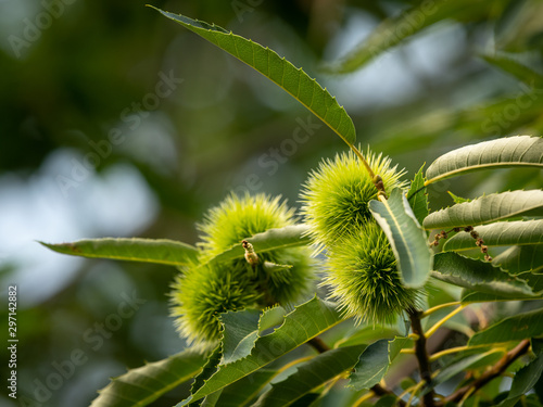 Fruits of a chestnut hanging on the tree
