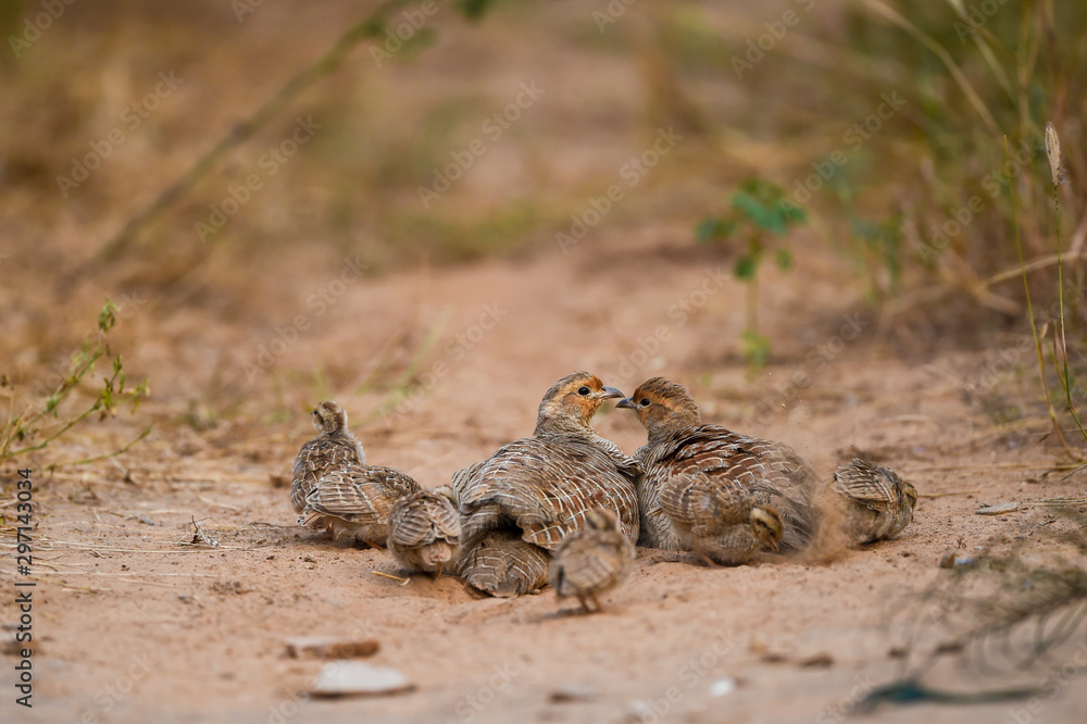 grey francolin or grey partridge or Francolinus pondicerianus family with chicks walking together on a jungle track at Ranthambore national park, india