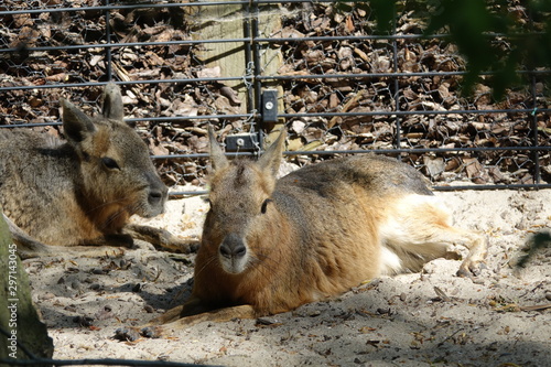 Capybara