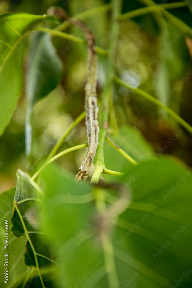 Cute small green snake(Oriental whip snake) on tropical nature green leaves tree, wildlife nature concept. Cute small green snake(Oriental whip snake) on tropical nature green leaves tree, wildlife nature concept.